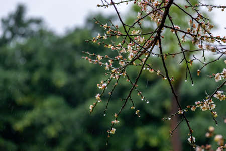 White plum blossoms on a green background in the rainの写真素材