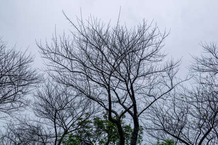 The old plum tree is in the rainの写真素材