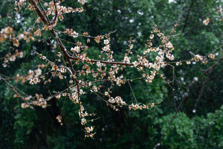 White plum blossoms on a green background in the rainの写真素材