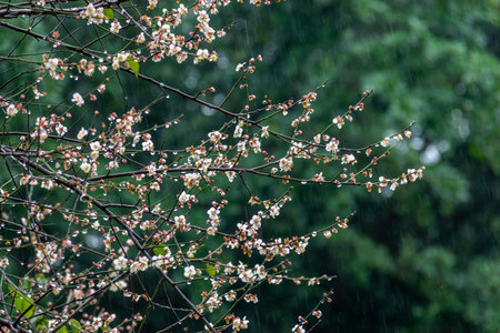 White plum blossoms on a green background in the rainの写真素材