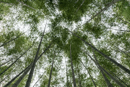 Look up at the tall bamboo in the bamboo forestの写真素材