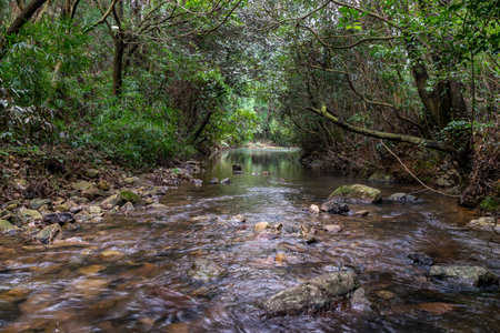 The stream in the primeval forest is very flat and clear