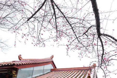 The plum blossoms in full bloom in the temple complement each other with the architectureの写真素材
