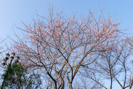 The plum blossoms in full bloom in the temple complement each other with the architectureの写真素材