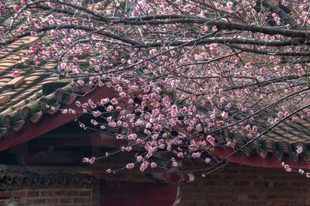 The plum blossoms in full bloom in the temple complement each other with the architectureの写真素材