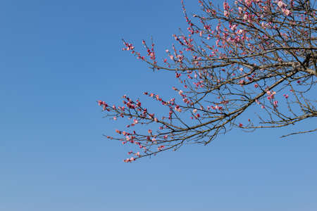 The plum trees on the roadside in the park are in bloomの写真素材