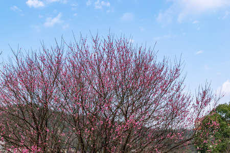 The plum blossoms on the roadside in the park opened, and the whole tree was redの写真素材