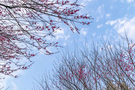 The plum trees on the roadside in the park are in bloomの写真素材