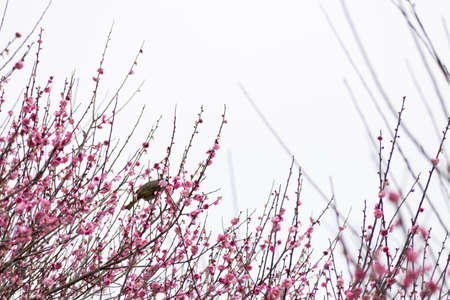 The plum trees on the roadside in the park are in bloomの写真素材