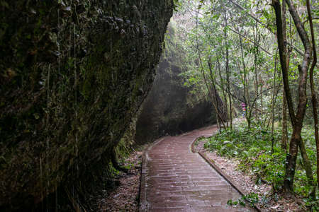 A road leading to the depths of the forest, with trees and rocks on both sidesの写真素材