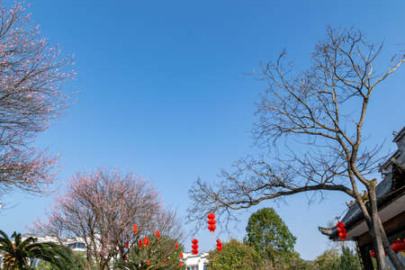 The plum blossoms on the roadside in the park opened, and the whole tree was redの写真素材