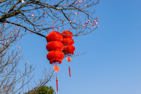 The plum trees on the roadside in the park are in bloomの写真素材
