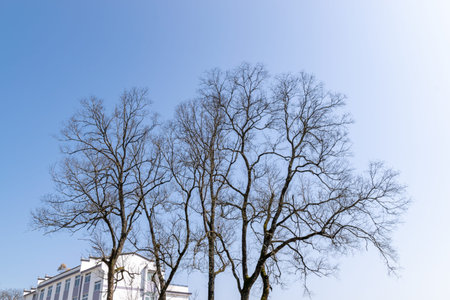 Some dead trees hang lanterns in the cityの写真素材