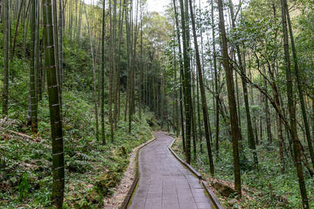 A road leading to the depths of the forest, with trees and rocks on both sidesの写真素材