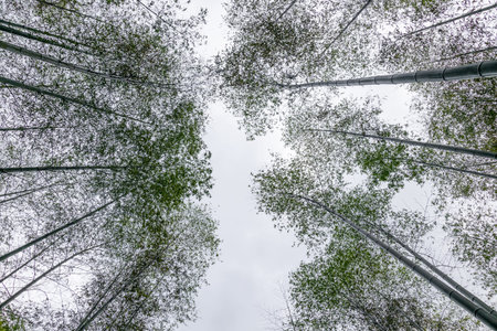 Look up at the bamboo forest in the mountainの写真素材