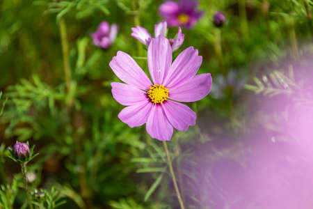 Early in the morning, the flowers of Persian chrysanthemums of all colors carry dewの写真素材