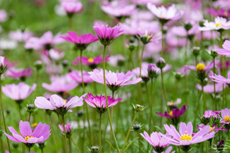 A large area of Gesang flowers openedの写真素材