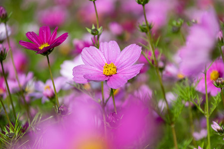 Early in the morning, the flowers of Persian chrysanthemums of all colors carry dewの写真素材