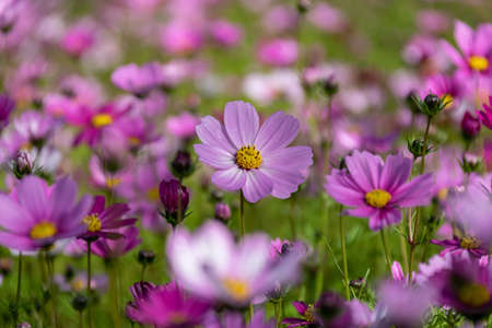 Early in the morning, the flowers of Persian chrysanthemums of all colors carry dewの写真素材