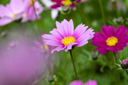 Close up of Persian chrysanthemums of various colors blooming on the grassの写真素材
