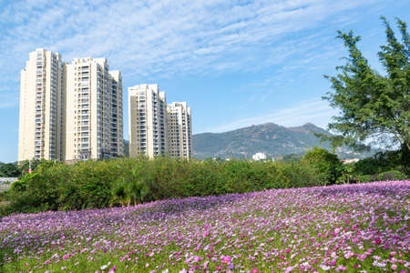 A sea of flowers composed of Persian chrysanthemums of various colors in the morningの写真素材