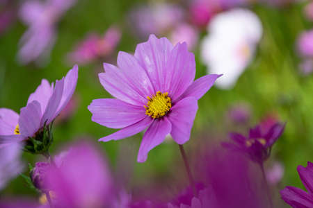 Early in the morning, the flowers of Persian chrysanthemums of all colors carry dewの写真素材