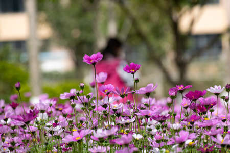 A large area of Gesang flowers openedの写真素材