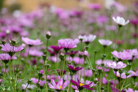 A large area of Gesang flowers openedの写真素材