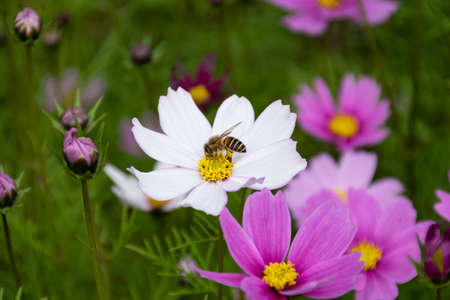 Close up of Persian chrysanthemums of various colors blooming on the grassの写真素材