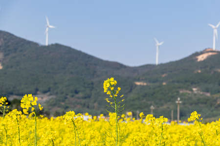 Fields of golden rape flowers under the blue skyの写真素材