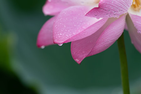 Cu pink lotus petals on green lotus leavesの写真素材