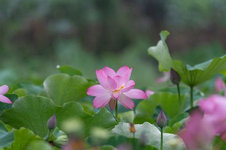 Lotus in rainy days with raindropsの写真素材