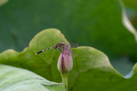 Dragonflies on green lotus leavesの写真素材