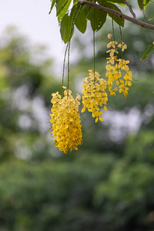 The Yellow orderly flowers of the sausage treeの写真素材