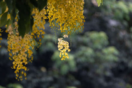 The Yellow orderly flowers of the treeの写真素材