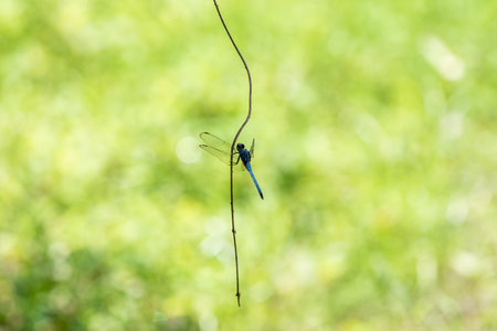 The dragonfly docked on the branches against a bright green background.の写真素材