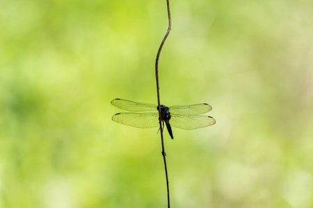 The dragonfly docked on the branches against a bright green background.の写真素材
