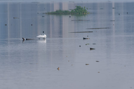 The wetland park is ecologically good. Birds such as egrets are preying on it.
