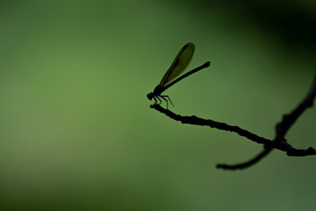 The dragonfly is silhouetted against a green background, perched on a branch.の写真素材