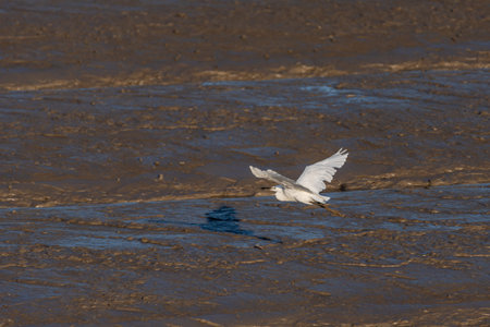 Herons on the beach are looking for food