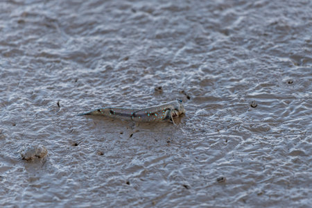 Creatures on the beach, jumping fish-mudskipper