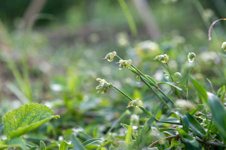 the leaves in the forest are covered with water and dew, and the background is green and yellowの写真素材