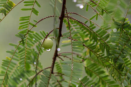 After the rain, the leaves in the forest are covered with water and dew, and the background is green and yellowの写真素材