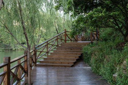 The plank road in the country park is lined with green treesの写真素材