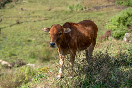 The cattle on the meadow are eating grassの写真素材