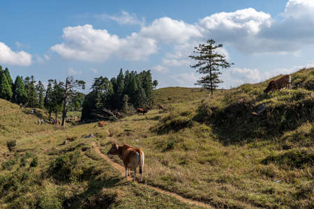 The cattle on the meadow are eating grassの写真素材