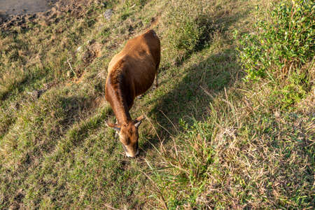 The cattle on the meadow are eating grassの写真素材