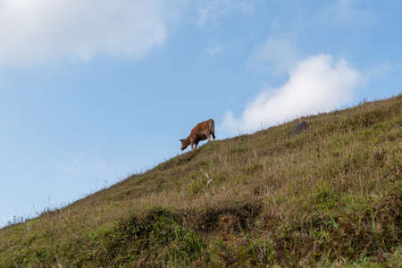 Two cows is on the withered grasslandの写真素材