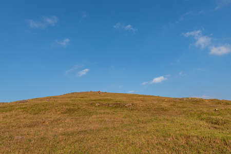 At dusk, the golden meadow is under the blue skyの写真素材