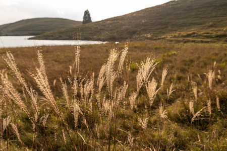 Plants growing by the lake on the meadowの写真素材